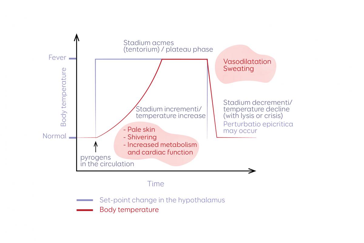 Course and stages of natural optimal fever FeverFriend